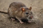 Traitement contre les rats et souris, dératisation à Tours 37000 Indre-et-Loire