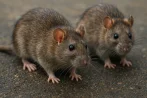 Traitement contre les rats et souris, dératisation à Rennes 35000 Ille-et-Vilaine